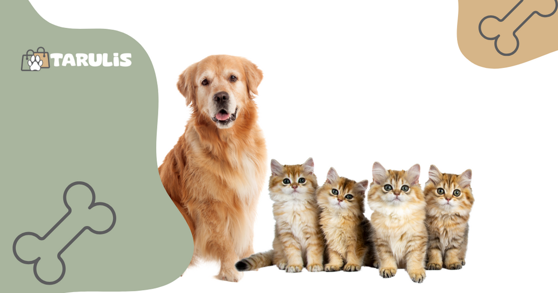 Essential Tips for Pet Owners: Enhancing Your Pet's Life with Tarulis Products